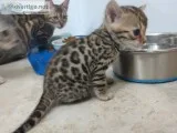  Very intelligent Bengal kittens now available