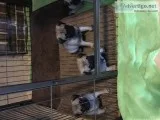 Pug puppies