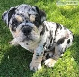 Merle Bulldogs Available