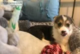 3 month old corgi puppies male