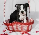 Boston Terrier Puppies For Sale