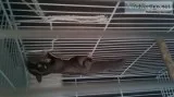 Sugar glider