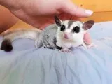 adorable sugar gliders now available