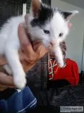 4 to 6 week old kitten