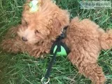 Poodle for Sale
