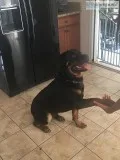 Family friend