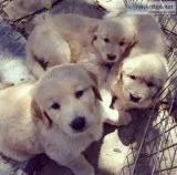 Golden retriever puppies