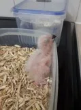 African grey chicks ready in around 12 weeks