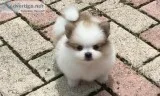 Teacup Pomeranian puppies for sale
