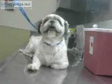 3 Yr Old  Shih Tza For Sale