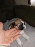 AKC Shih Tzu puppies