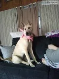 German Shepherd Shar pei  husky