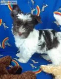 European Yorkshire Terrier