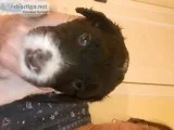 Adorable Australian Labradoodle puppies