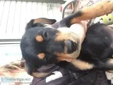 3 Mastador pups Left