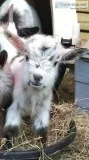 Nigerian dwarf buckling