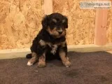 Miniature Bernedoodle Puppies