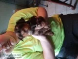 Yorkshire terrier pup