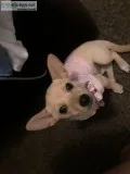 5 month old Chaweenie..