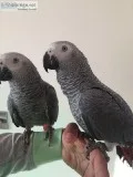 Pair Baby Very Tame African Grey Parrot