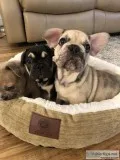 French Bulldog Puppies