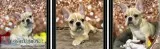 Chihuahua Puppy available