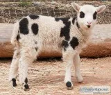 Mini Lambs-Different Breeds