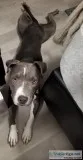 Pitbull Lost Stolen