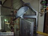 Milksh Handreared Baby African Grey Parrots