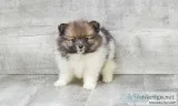Micro Pomeranian Puppies For Sale