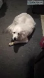 Great Pyrenees
