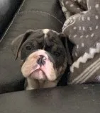 English Bulldog Blue Female 14 weeks