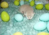 Exotic Highland Lynx Kittens