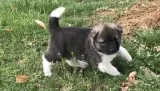 Akita Available Now.