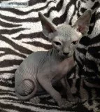 2 Registered Sphynx Kittens For Sale