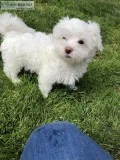 AKC Maltese Boy puppy 11 weeks old