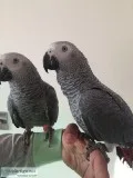 African Grey Parrot Tame N Talking Inc Cage N Toys