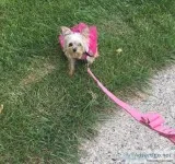 Female Morkie (1.5 years old 4.5 lbs.