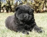 Chow Chow Puppies.
