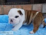 Akc English Bulldog Puppies Available now