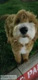 Beautiful apricot goldendoodle puppy