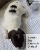 HAVANESE PUPPIES
