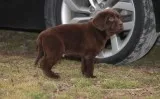 chocolate Labrador Retrievers