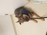 German shepherd