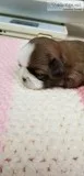 Shih tzu puppies