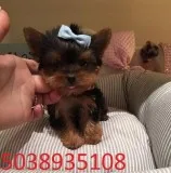 Blue eye Yorkie puppies for sale