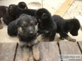 German Shepard Puppies