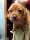 Designer Puppy Dachshund cross