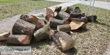 Oak wood logs