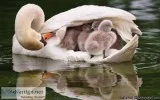 SWAN TWISTED NECK